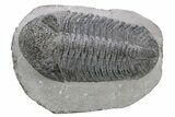 Large, Prone Drotops Trilobite - Mrakib, Morocco #235801-5